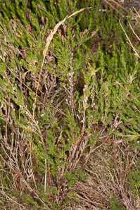 Hudsonia ericoides (pine barren goldenheather, pine-barren false heather, false heather, beach heather)