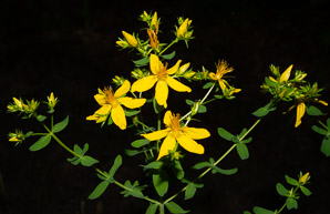 Hypericum perforatum (St. John’s wort, common St. John’s wort, common St. Johnswort)