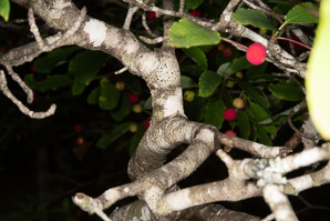 Ilex mucronata (mountain holly, swamp holly, catberry)