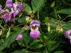 Impatiens glandulifera (Himalayan balsam, kiss-me-on-the-mountain, ornamental jewelweed)