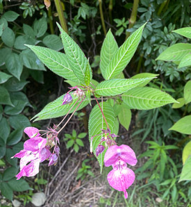 Impatiens glandulifera (Himalayan balsam, kiss-me-on-the-mountain, ornamental jewelweed)