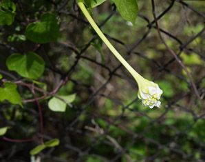 Ipomoea alba (moonflower, moonvine, tropical white morning-glory)