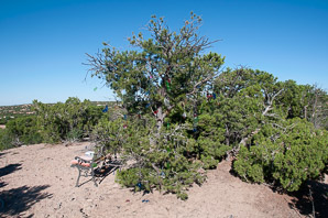 Juniperus osteosperma (Utah juniper)