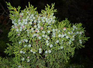 Juniperus osteosperma (Utah juniper)