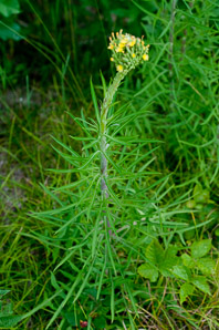 Lactuca canadensis (wild lettuce, Canada lettuce)