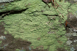 Lepraria lobificans (fluffy dust lichen, dust lichen)