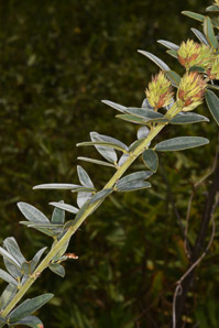 Lespedeza capitata (roundhead lespedeza, bush clover, round-headed bush clover)