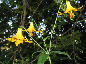 Lilium canadense (Canada lily, meadow lily)
