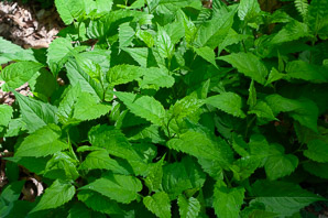 Meehania cordata (creeping mint)