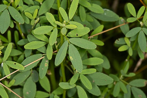 Melilotus officinalis (white sweet clover, yellow sweet clover, sweet clover, sweetclover)