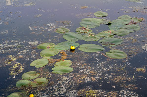 Nuphar lutea (yellow pond lily, spatterdock, yellow pond-lily)