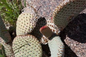 Opuntia basilaris (beavertail cactus, beavertail pricklypear)