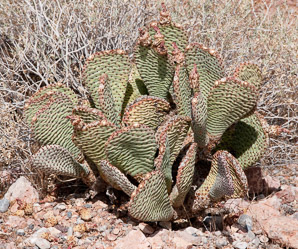 Opuntia basilaris (beavertail cactus, beavertail pricklypear)