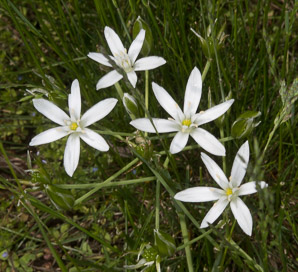 Ornithogalum umbellatum (Star of Bethlehem, grass lily, nap-at-noon, eleven-o’clock lady, star-of-Bethlehem)