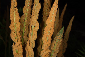Osmunda cinnamomea (cinnamon fern)