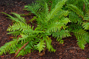 Osmunda cinnamomea (cinnamon fern)