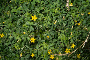 Oxalis dillenii (oxalis, common yellow wood-sorrel, common yellow woodsorrel, yellow wood-sorrel, common yellow oxalis, slender yellow woodsorrel)