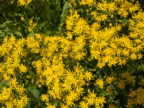 Packera obovata (running groundsel, roundleaf ragwort)