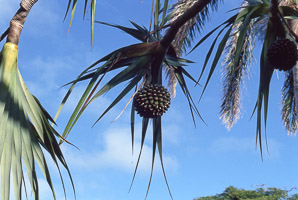 Pandanus tectorius (screwpine, hala, Tahitian screwpine)