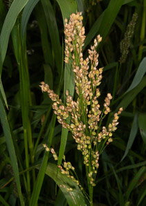 Panicum miliaceum (proso millet, broomcorn millet, common millet, hog millet, Kashfi millet, red millet, white millet)