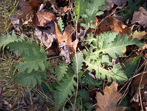 Pedicularis canadensis (common lousewort, Canadian lousewort)