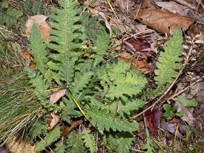 Pedicularis canadensis (common lousewort, Canadian lousewort)