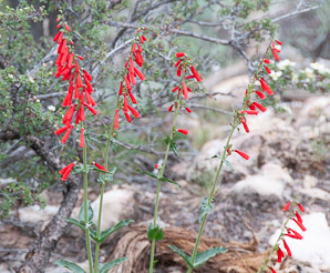 Penstemon centranthifolius (scarlet bugler)