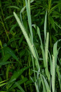 Phleum pratense (timothy)