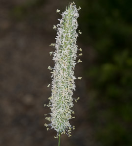 Phleum pratense (timothy)