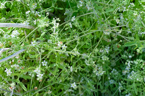 Pholistoma membranaceum (white fiesta flower, white fiestaflower)