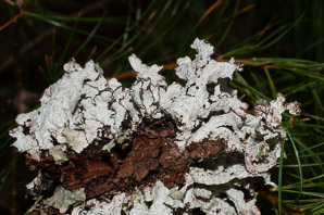 Platismatia tuckermanii (crumpled rag lichen, Tuckerman’s ragged lichen)