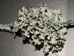 Platismatia tuckermanii (crumpled rag lichen, Tuckerman’s ragged lichen)