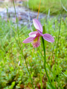 Pogonia ophioglossoides (rose pogonia, snakemouth orchid)