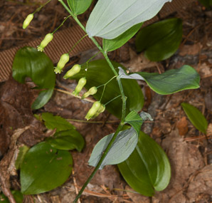 Polygonatum biflorum (smooth Solomon’s-seal, King Solomon’s-seal, great Solomon’s seal, smooth Solomon’s seal)