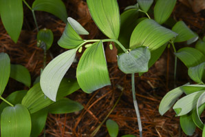 Polygonatum biflorum (smooth Solomon’s-seal, King Solomon’s-seal, great Solomon’s seal, smooth Solomon’s seal)