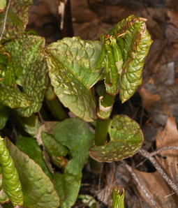 Polygonum cuspidatum (Japanese knotweed, Mexican bamboo)