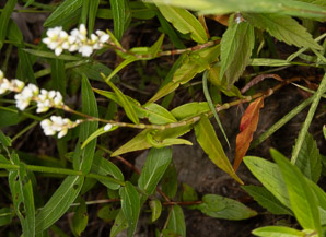 Polygonum lapathifolium (nodding smartweed, pale smartweed, dock-leaved smartweed, curlytop knotweed)
