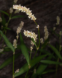 Polygonum lapathifolium (nodding smartweed, pale smartweed, dock-leaved smartweed, curlytop knotweed)