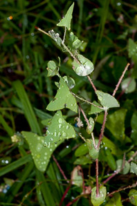 Polygonum perfoliatum (Asiatic tearthumb, devil’s tail, mile-a-minute vine, mile-a-minute weed, mile-a-minute knotweed)