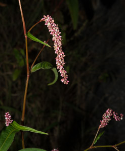 Polygonum persicaria (lady’s thumb, persicaria, redleg, spotted ladysthumb, Adam’s plaster, lily of the valley)