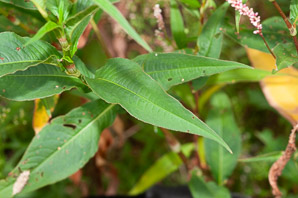 Polygonum persicaria (lady’s thumb, persicaria, redleg, spotted ladysthumb, Adam’s plaster, lily of the valley)