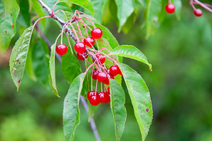 Prunus pensylvanica (bird cherry, fire cherry, pin cherry)