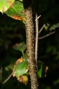Prunus serotina (black cherry)