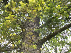 Pseudotsuga menziesii (Douglas fir, Douglas-fir)