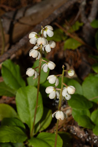 Pyrola elliptica (pyrola, shinleaf, common shinleaf, waxflower shinleaf)