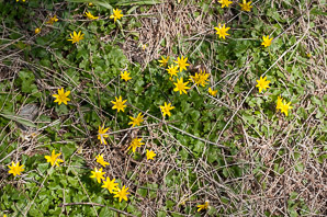 Ranunculus ficaria (lesser celandine, fig buttercup, pilewort, small celandine, lesser crowfoot, dusky maiden)