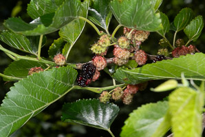 Rubus allegheniensis (common blackberry, Allegheny blackberry)