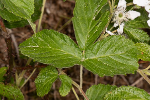 Rubus argutus (sawtooth blackberry, tall blackberry)