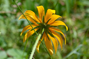 Rudbeckia hirta (black-eyed Susan, blackeyed Susan)
