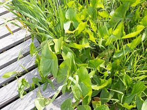 Sagittaria latifolia (arrowhead, broad-leaved arrowhead, broadleaf arrowhead, duck potato, Indian potato, wapato)